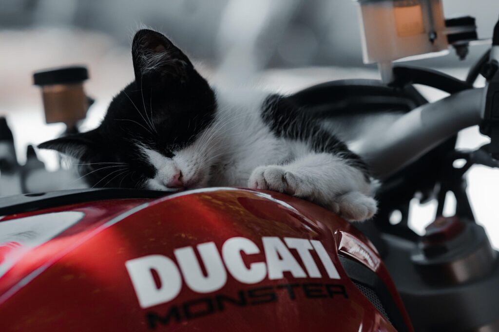 cat, motorcycle, sleeping, animal, napping, feline, kitten, pet, motorbike